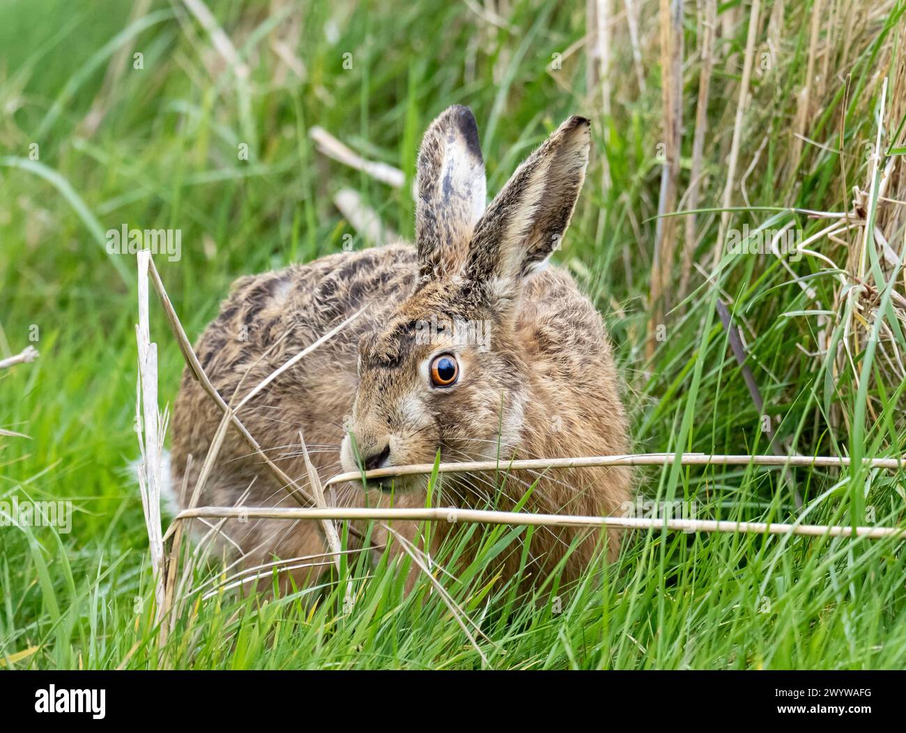 A Brown Hare, Lepus europaeus in Cley Next the Sea, Norfolk, UK. Stock Photo
