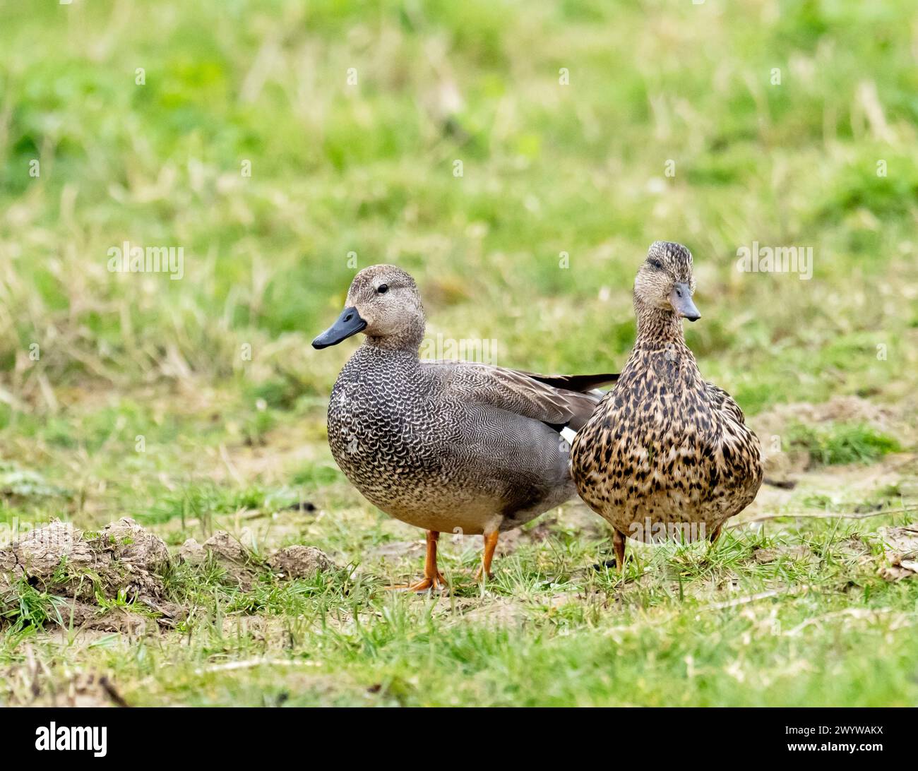 A pair of Gadwall, Mareca strepera in Cley Next the Sea, Norfolk, UK. Stock Photo