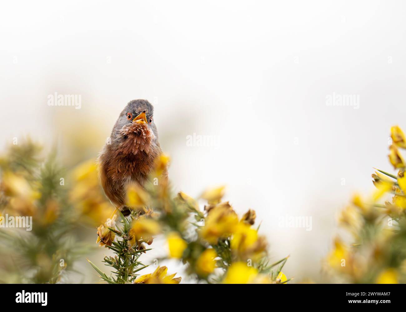 A male Dartford Warbler, Sylvia undata singing in gorse on heathland in ...