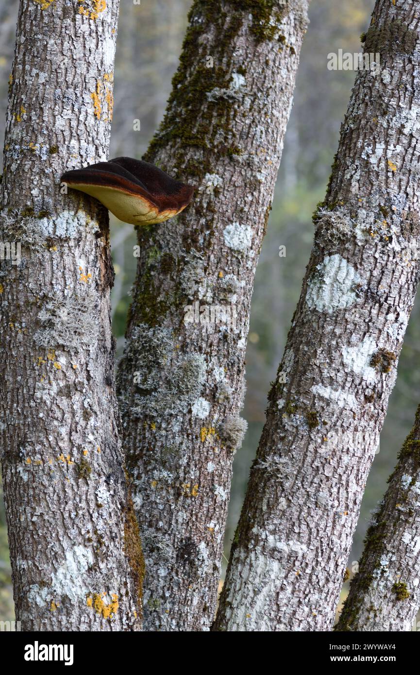 Large Conk of Polypore Shaggy Bracket Fungus, Inonotus hispidus, Growing on Tree Trunks of White Poplar Trees, Populus alba, aka Silver Poplars Stock Photo