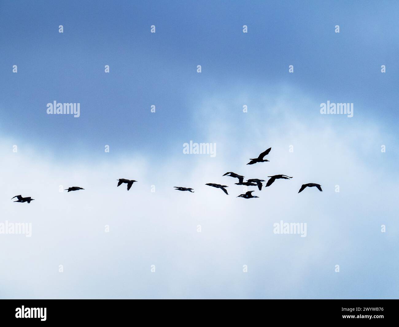 A flock of Great Cormorant, Phalacrocorax carbo in Cley Next the Sea, Norfolk, UK. Stock Photo