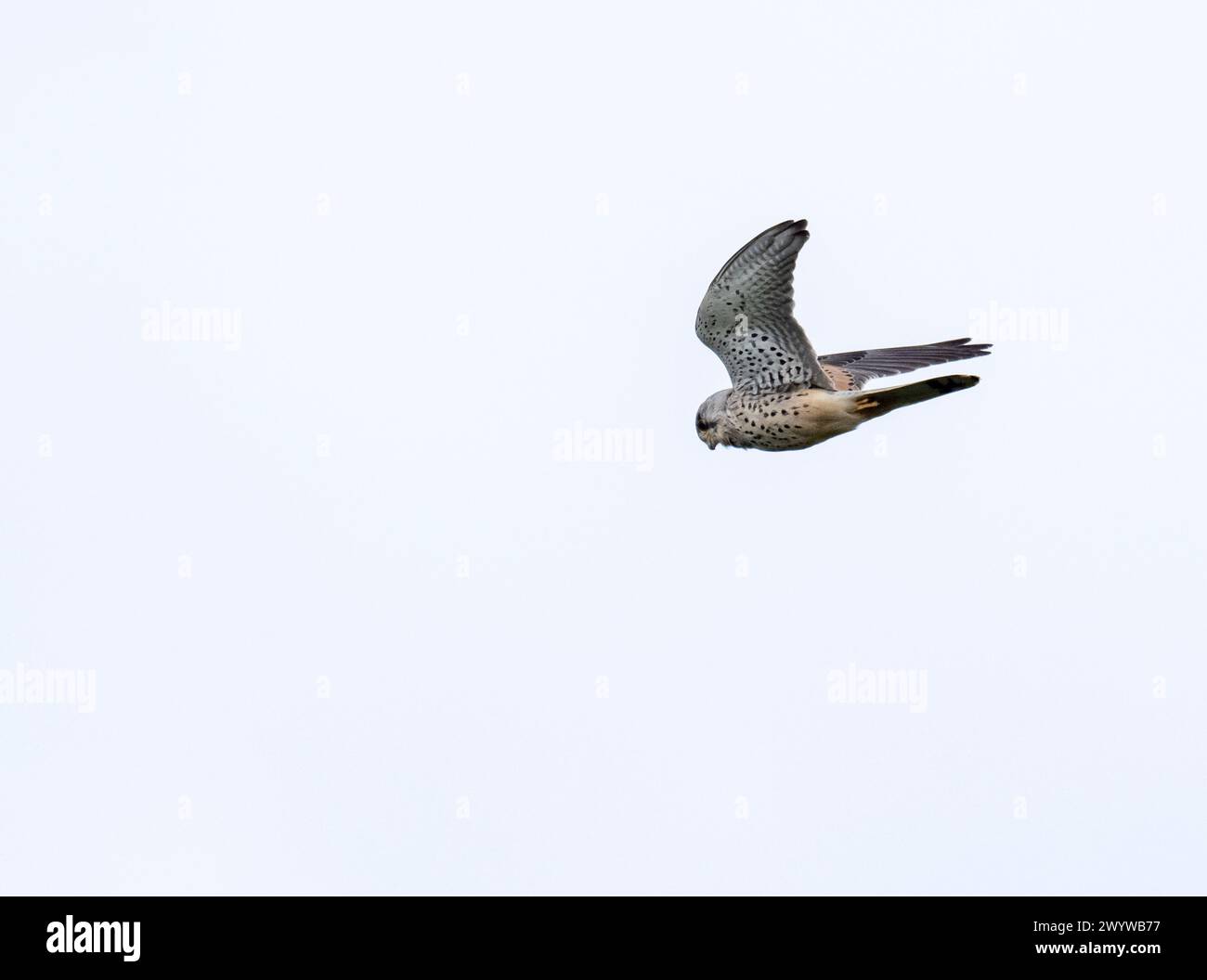 A Kestrel; Falco tinnunculus hovering in Cley Next the Sea, Norfolk, UK. Stock Photo