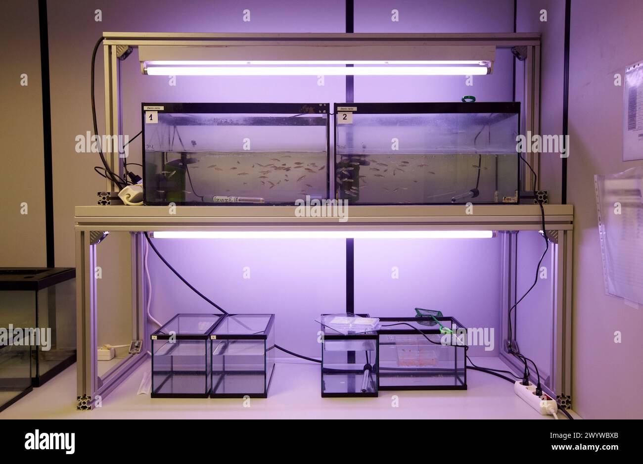 Aquariums for zebrafish, aquatic habitats, ecotoxicity and biocide test ...