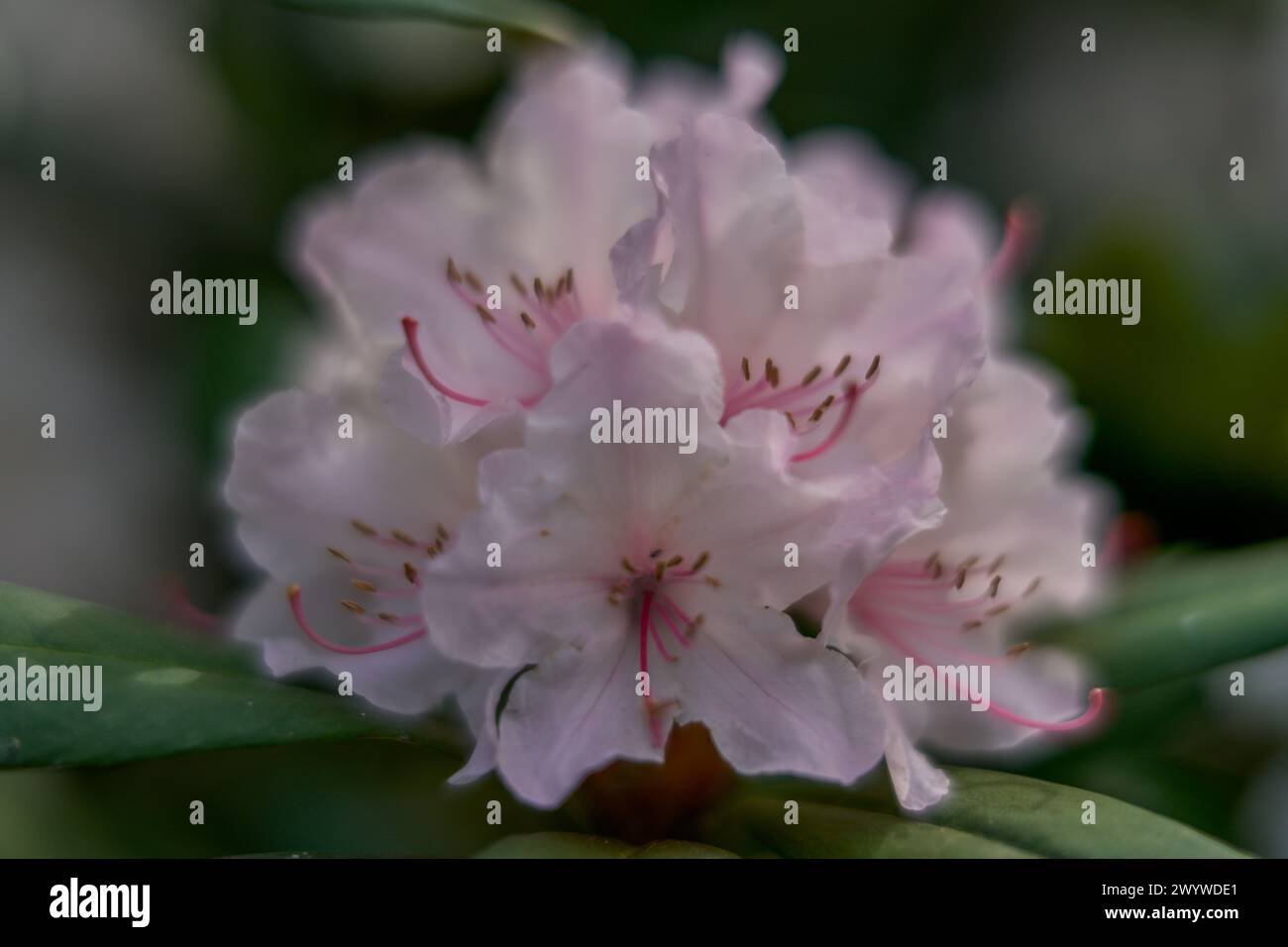 spring rhododendron blossom close up Stock Photo - Alamy
