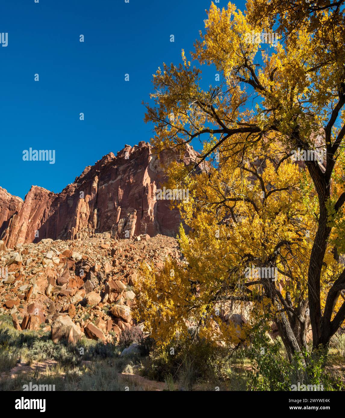 Fremont's cottonwood tree in autumn colors, riparian zone at Fremont Gorge in Capitol Reef National Park, Utah, USA Stock Photo