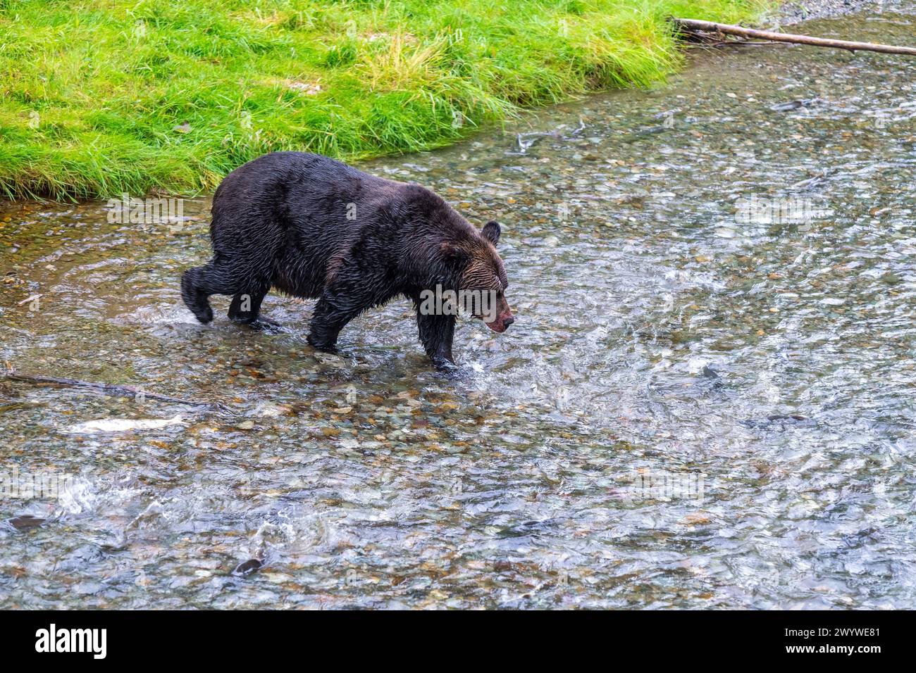 Grizzly bear (Ursus arctos horribilis) fishing salmon during salmon run, Fish Creek, Tongass national forest, Alaska, USA. Stock Photo