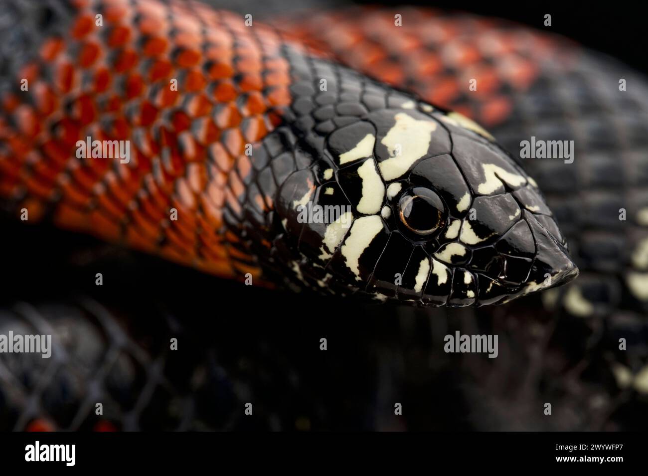 Tri-color Hognose snake (Lystrophis pulcher) Stock Photo