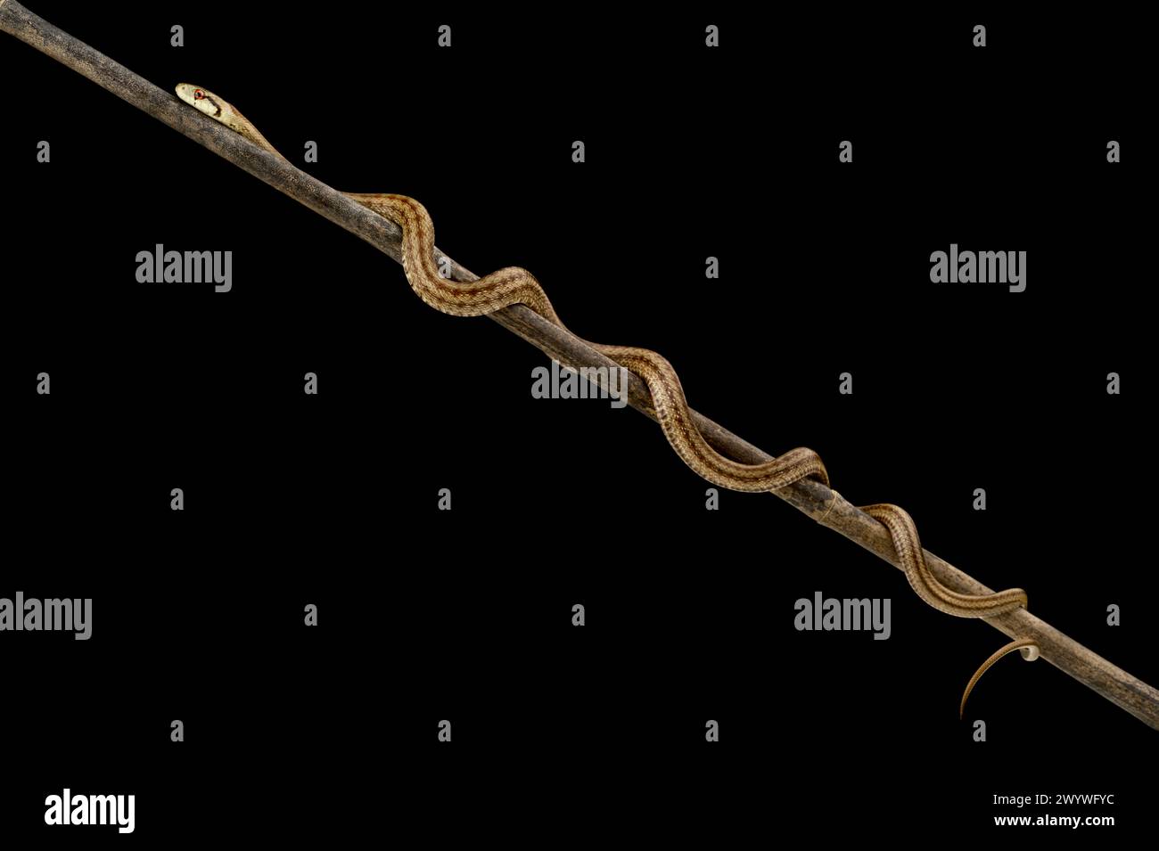 Italian Aesculapian Snake (Zamenis lineatus) Stock Photo