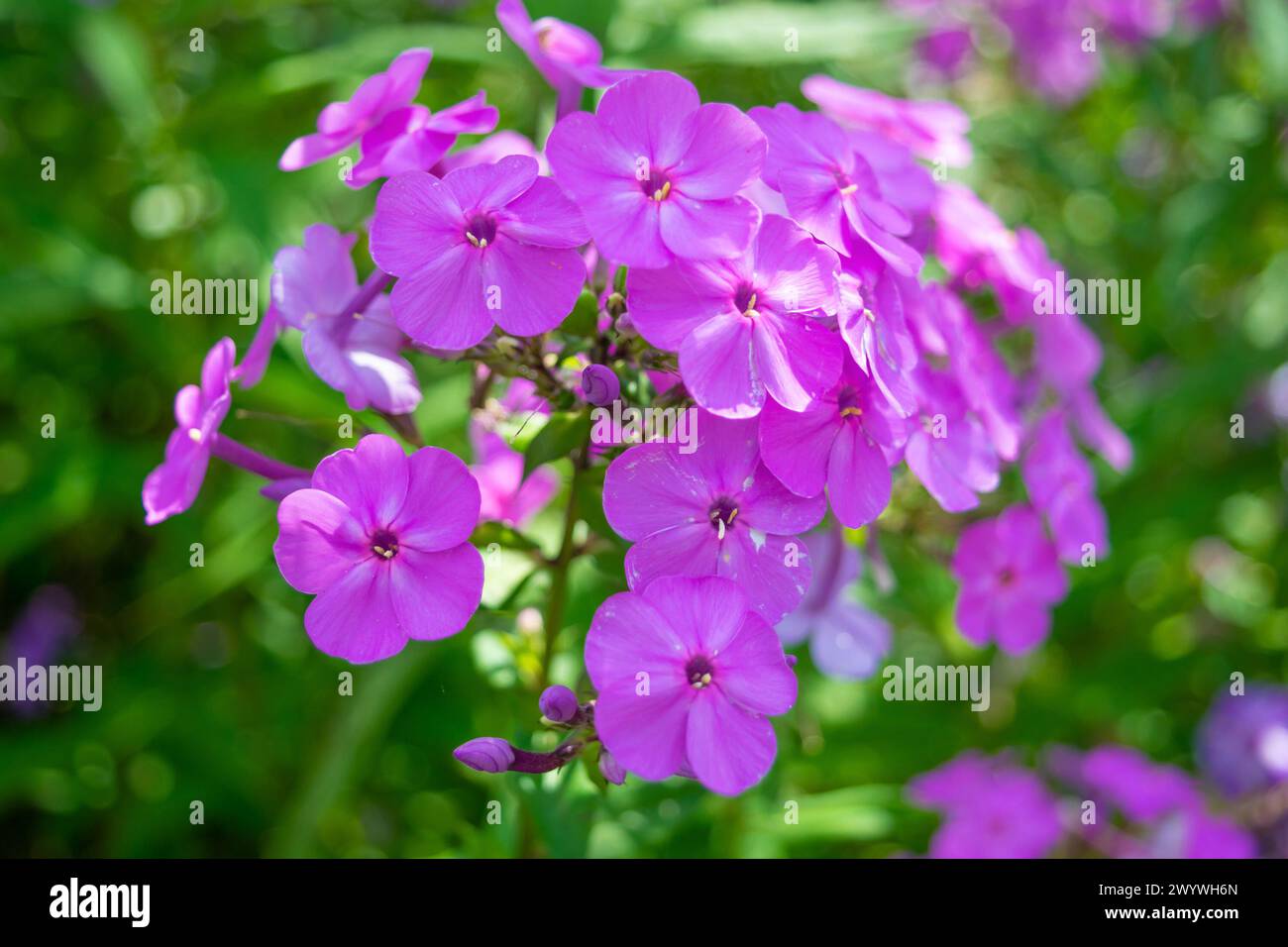 Purple Phlox paniculata flowers in the garden, close-up. Floral background. Summer bloom. all phlox, garden phlox, perennial phlox, summer phlox, pani Stock Photo