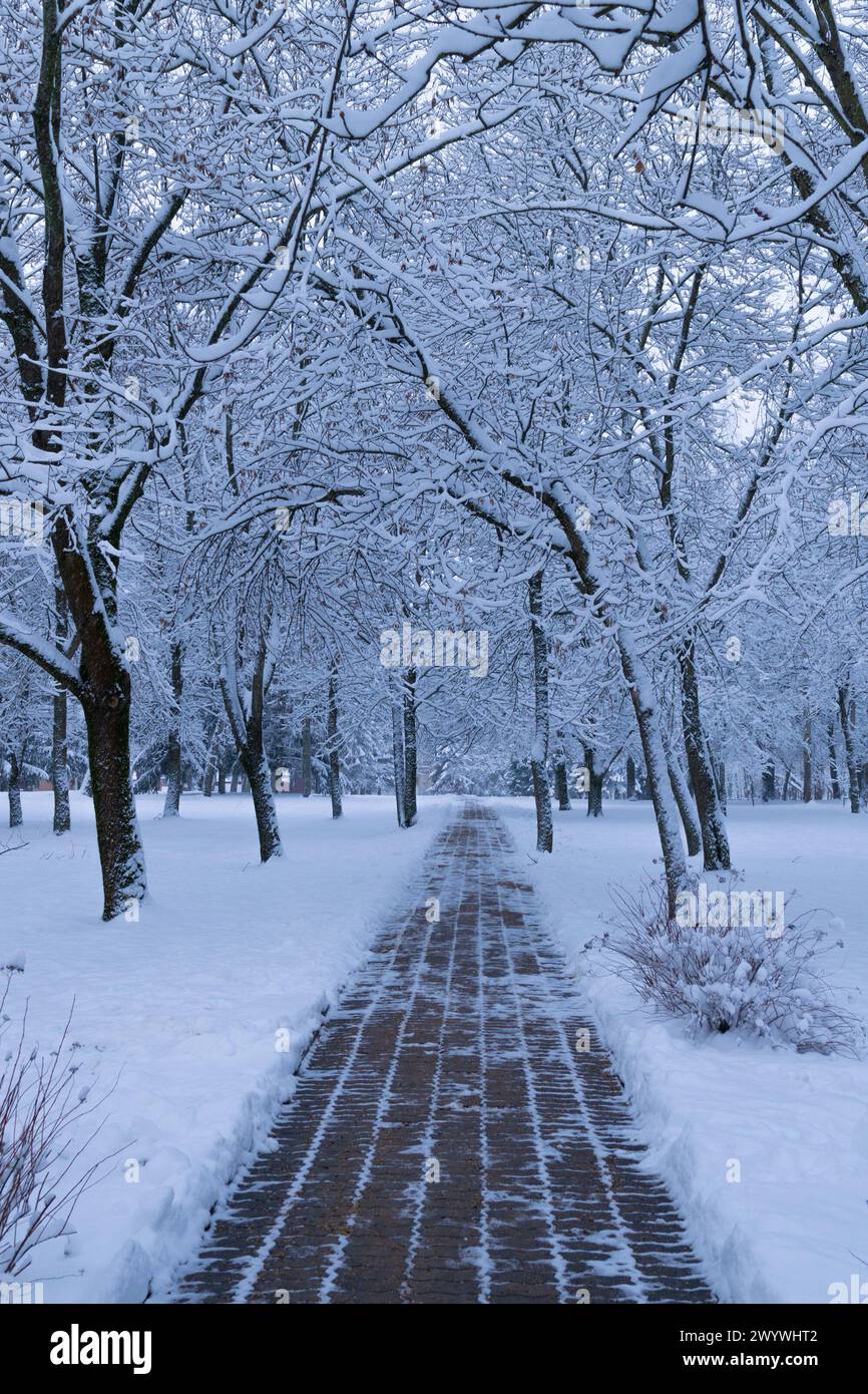 Path in a winter park. Beautiful winter landscape. White snow, snow ...