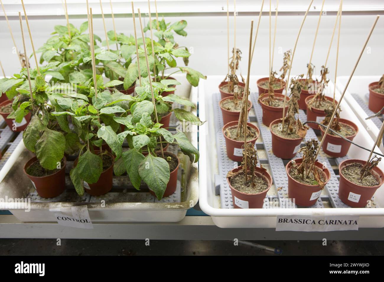 Planta de control hi-res stock photography and images - Alamy