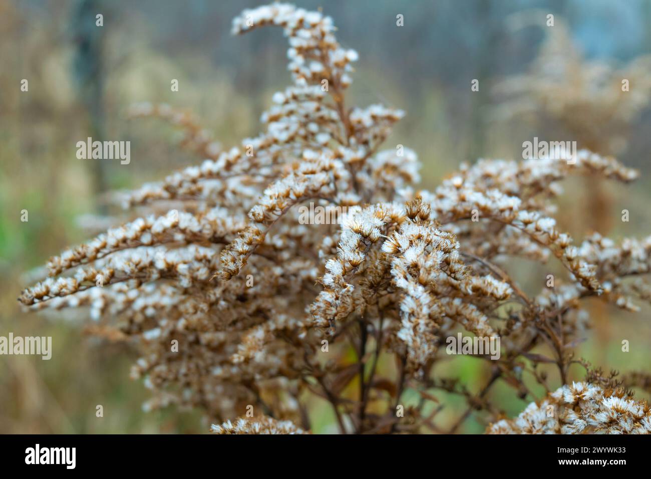 Solidago gigantea, tall goldenrod, giant goldenrod. Dried flowers in the autumn park. Autumn background. Autumn landscape. Stock Photo