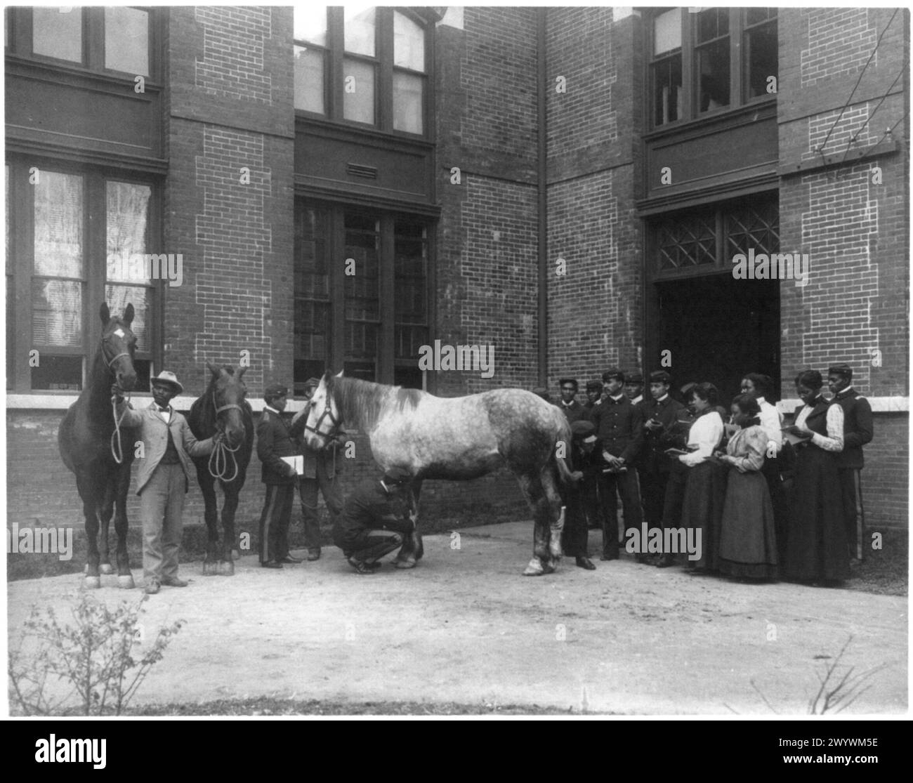 [African American students judging horses - Hampton Institute] Stock Photo