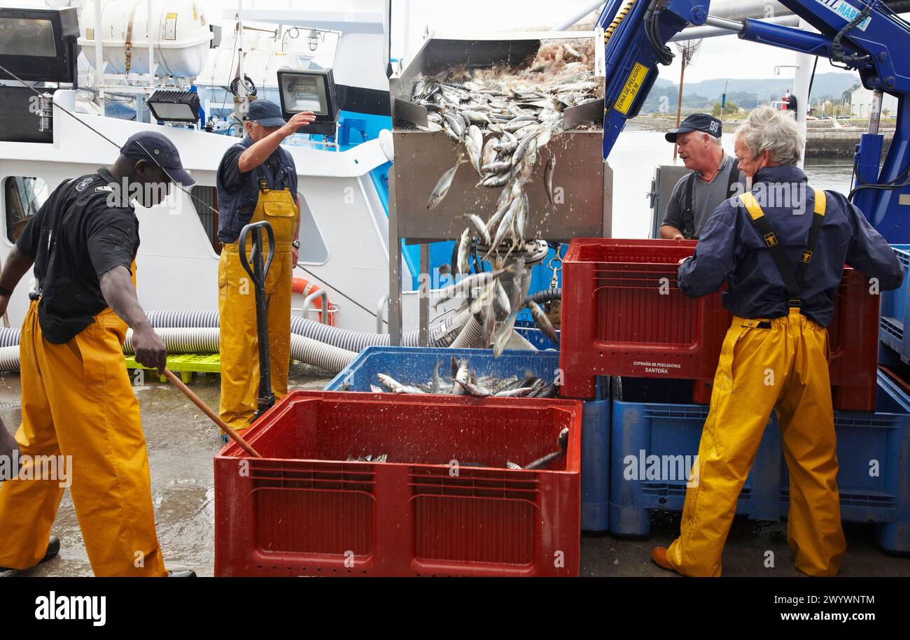 Unloading Fish Mackerels, unloading fish from boat at port with a suction pump ...