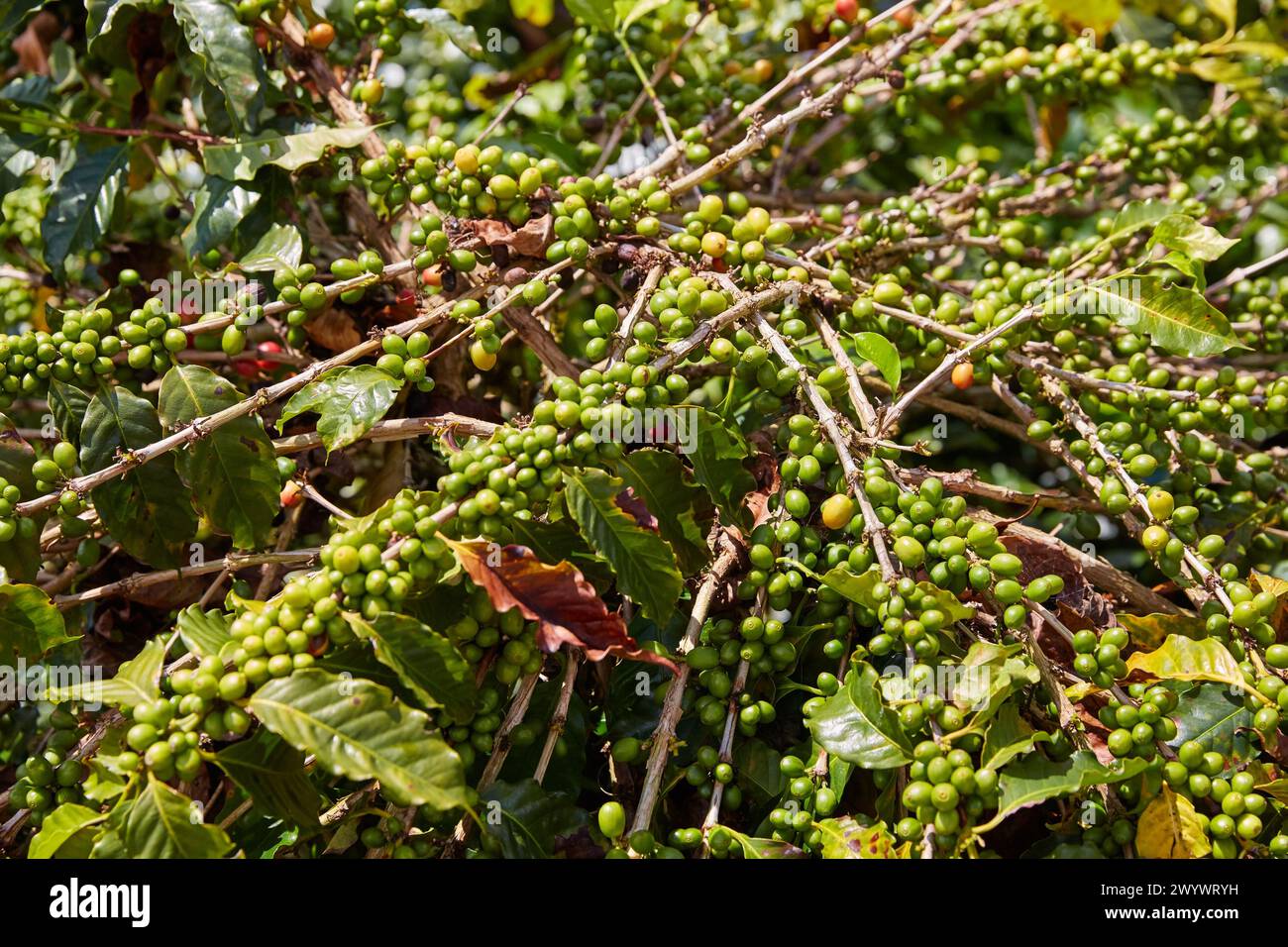 Hacienda San Alberto, Cafetal, Coffee plantations, Coffee Cultural