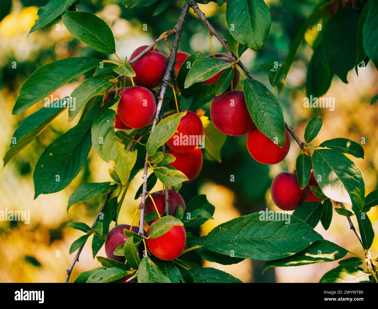 The image captures the ripening process of cherry plums on a tree. Useful for educational content about fruit farming. Stock Photo