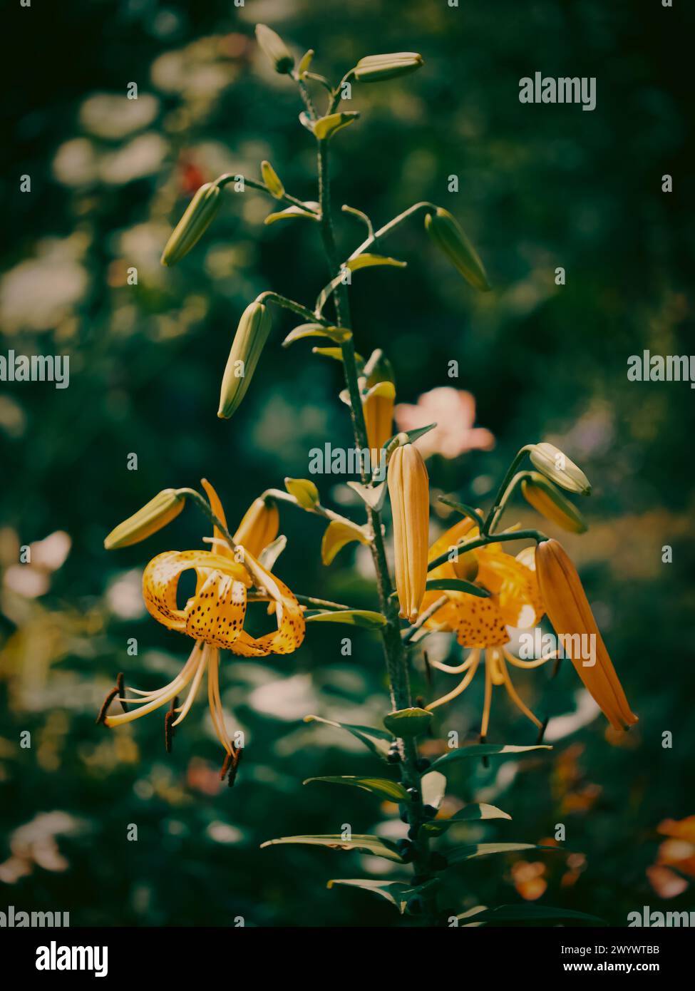Vibrant yellow lilies with speckled petals bloom among unopened buds; their elegance contrasts the soft-focus greenery in the backdrop. Stock Photo