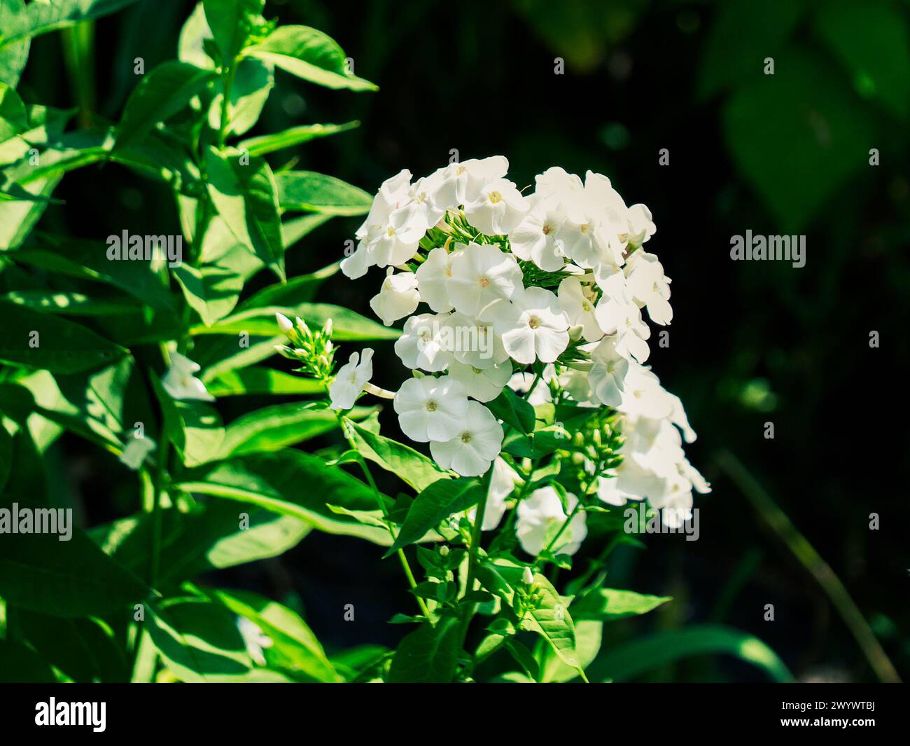 A vibrant display of white flowers with yellow centers, nestled among dark green leaves. Ideal for nature-themed designs or wellness content. Stock Photo