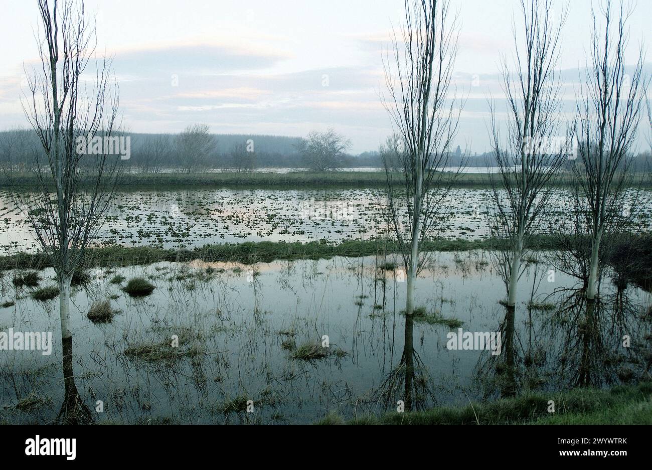 Ebro River floodings. Feb. 2003. Cabañas de Ebro, Zaragoza province. Spain. Stock Photo