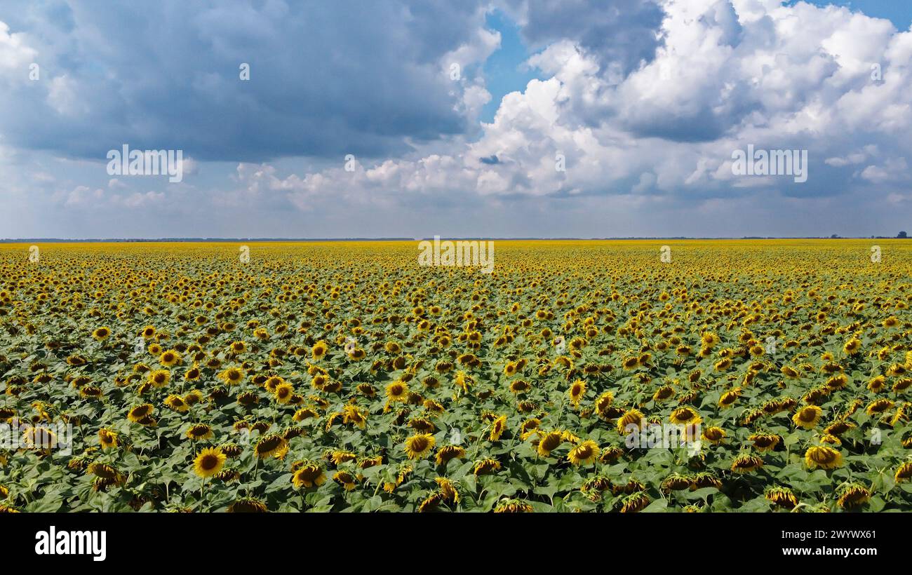 A field of sunflowers under a cloudy sky Stock Photo - Alamy