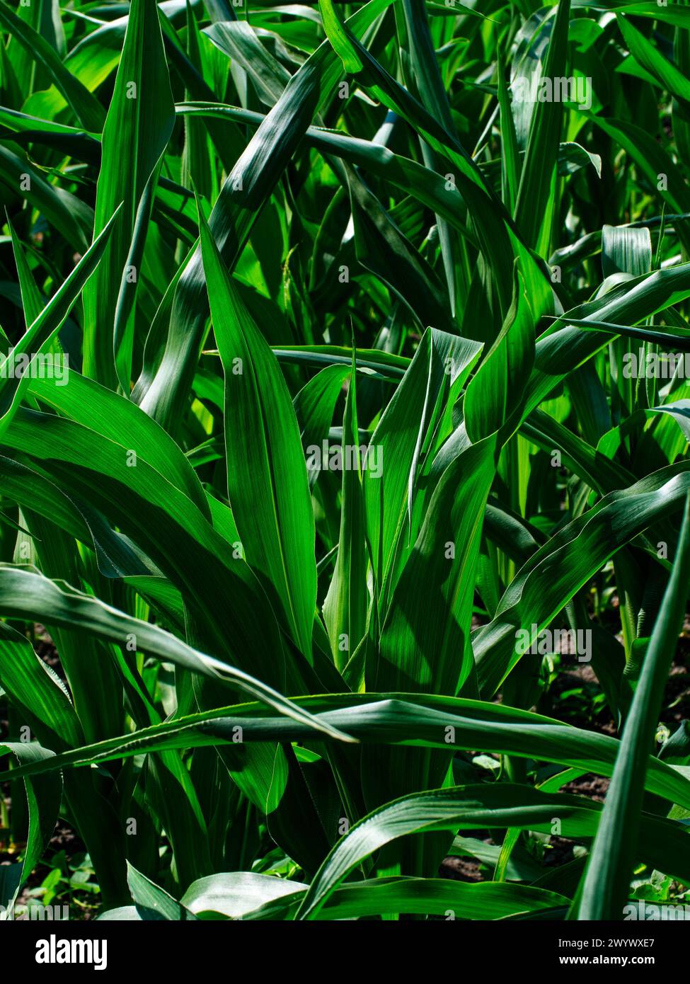 Abundant Harvest: Corn leaves bask in the sun, their vivid green hues and textures symbolizing agricultural abundance. Stock Photo