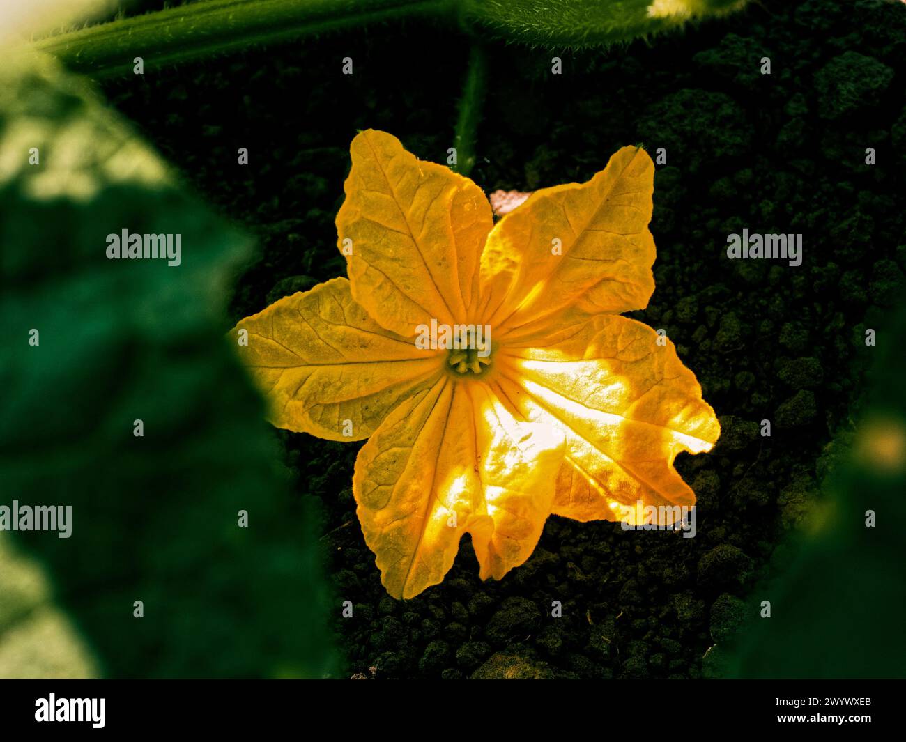 A radiant yellow petal flower is in focus, displaying detailed textures and a green stem. Stock Photo