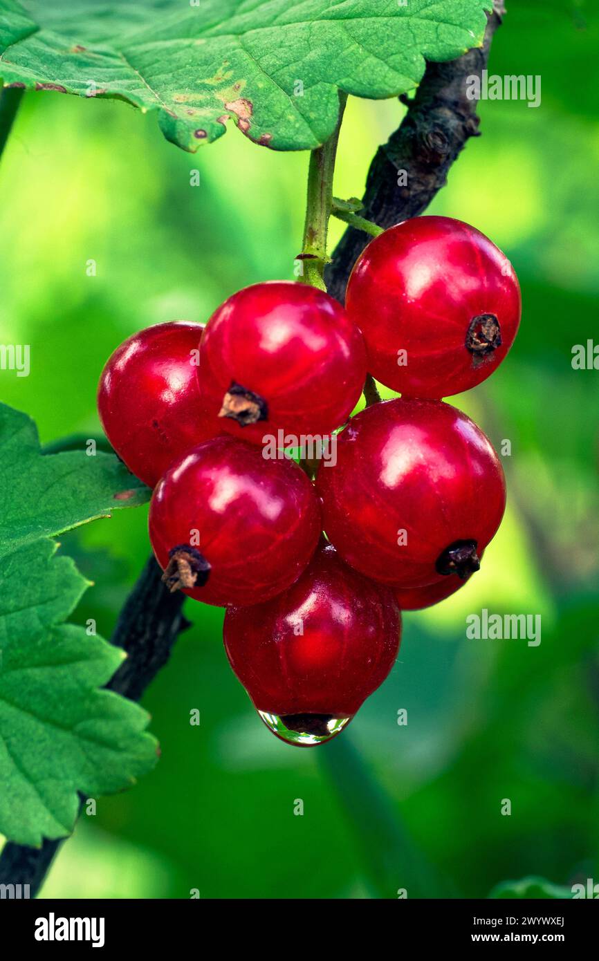 Red Ripe Berries The image shows ripe red berries on a plant with green foliage Stock ...