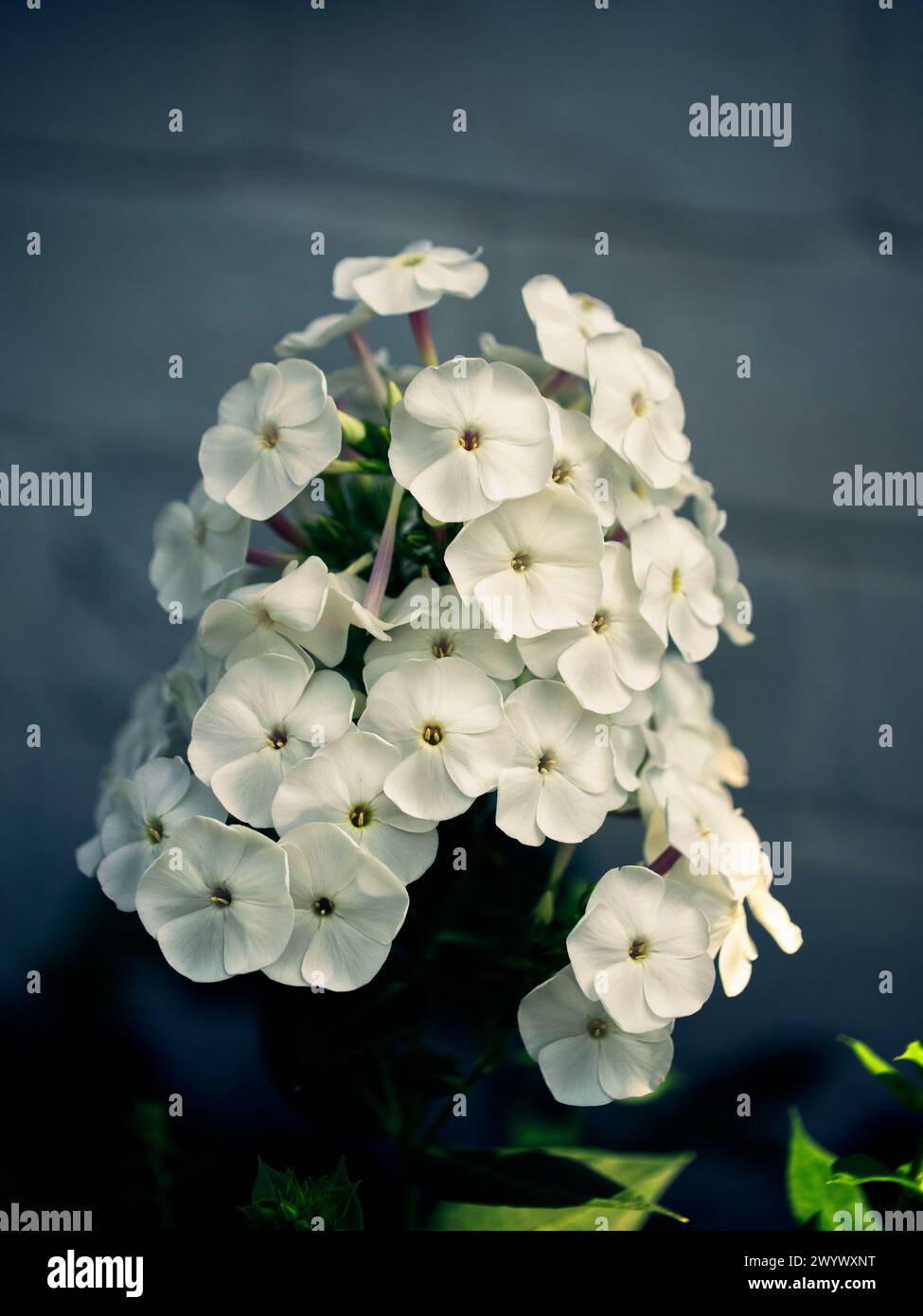White blossoms bloom amidst a backdrop of green leaves, showcasing nature’s contrast and harmony. Stock Photo