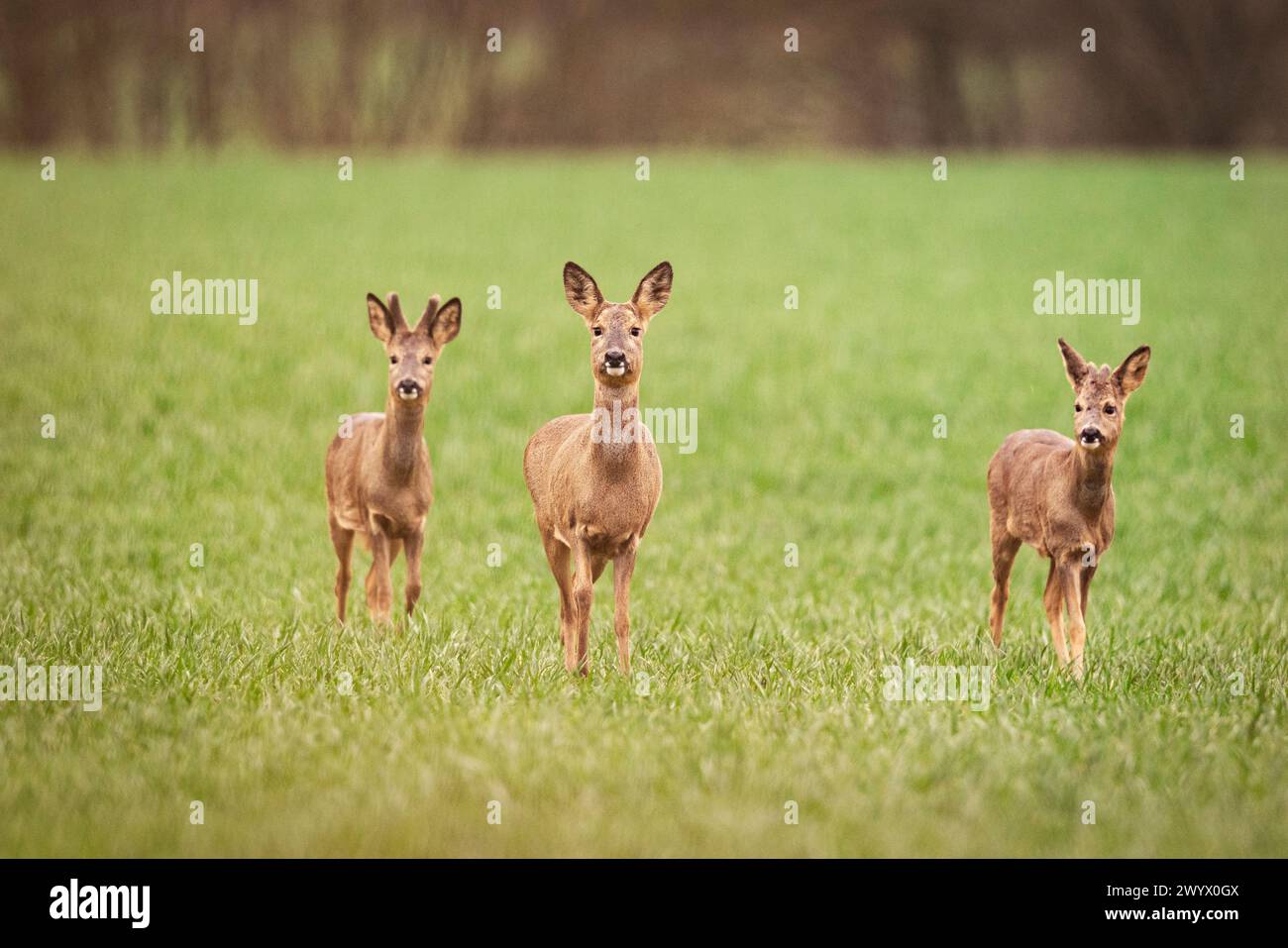 Roe deer doe uk young hi-res stock photography and images - Alamy