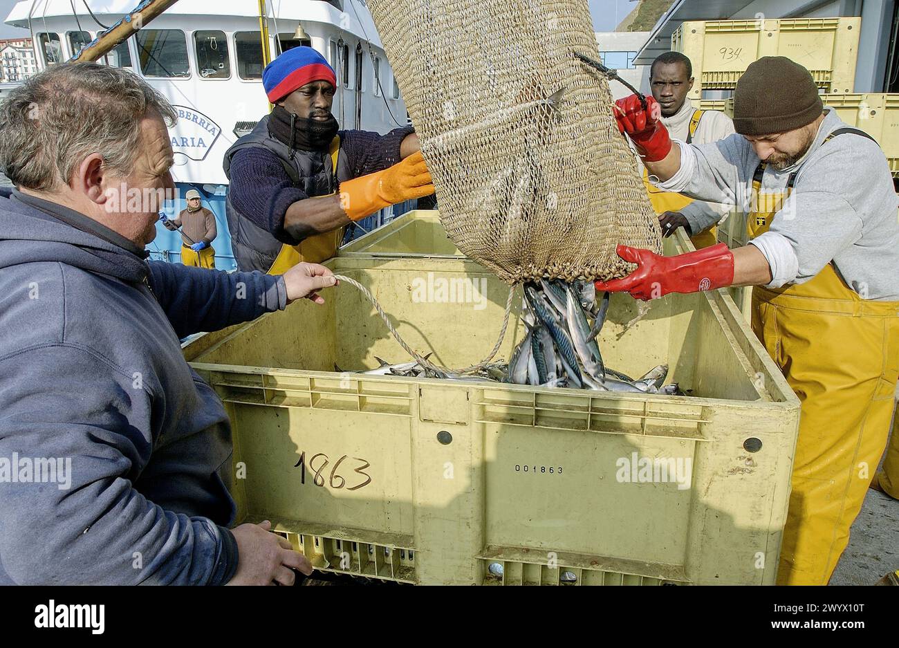Unloading Fish Unloading fish at fishing port. Getaria. Guipúzcoa, Spain Stock Photo ...
