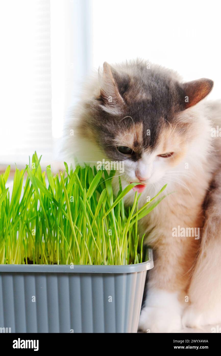 Photo inspiration: Fresh Look at Digestion Well Hi Res Stock Photography And Images