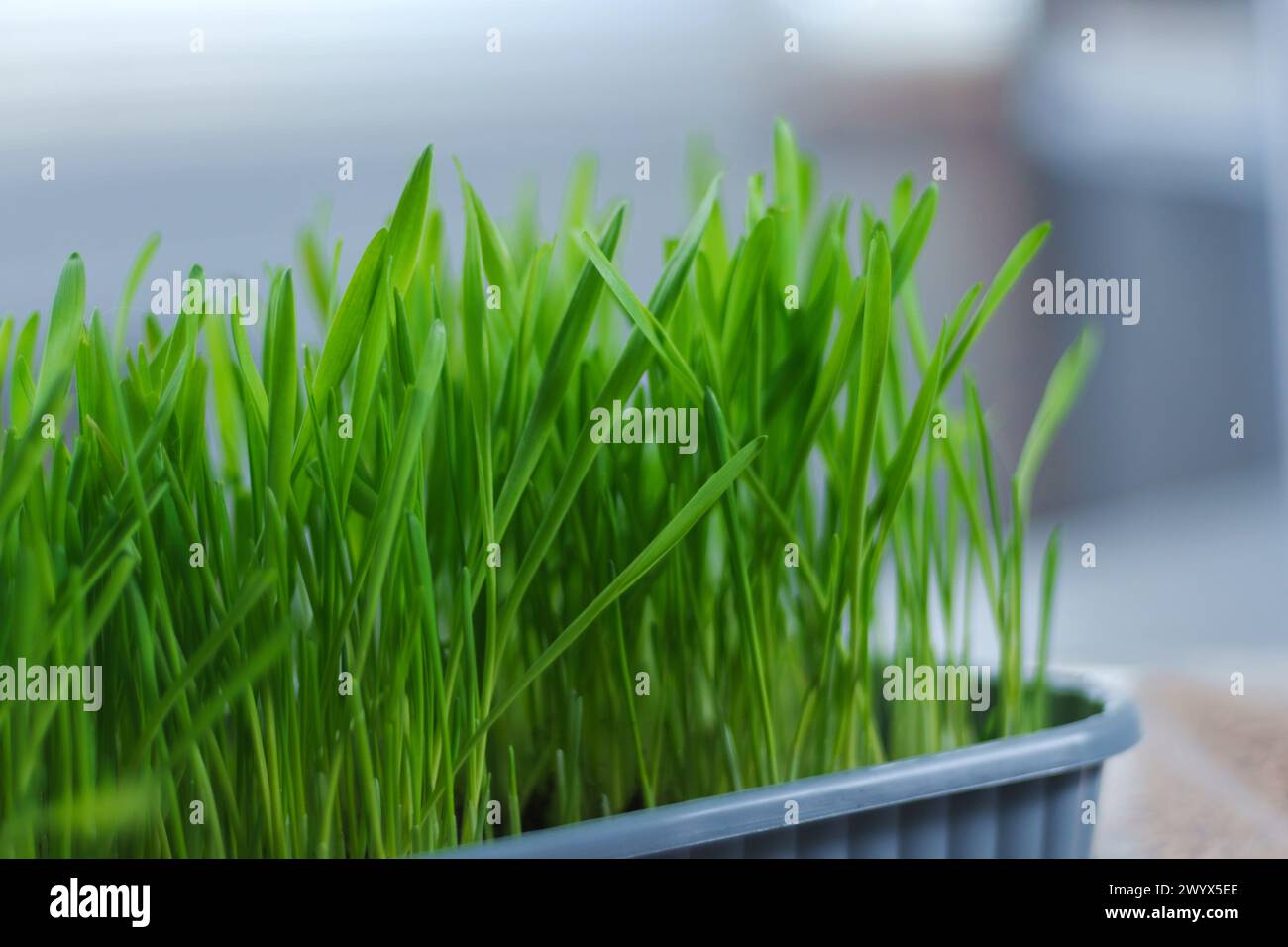 Green potted plant sits atop a window sill, with sunlight streaming ...