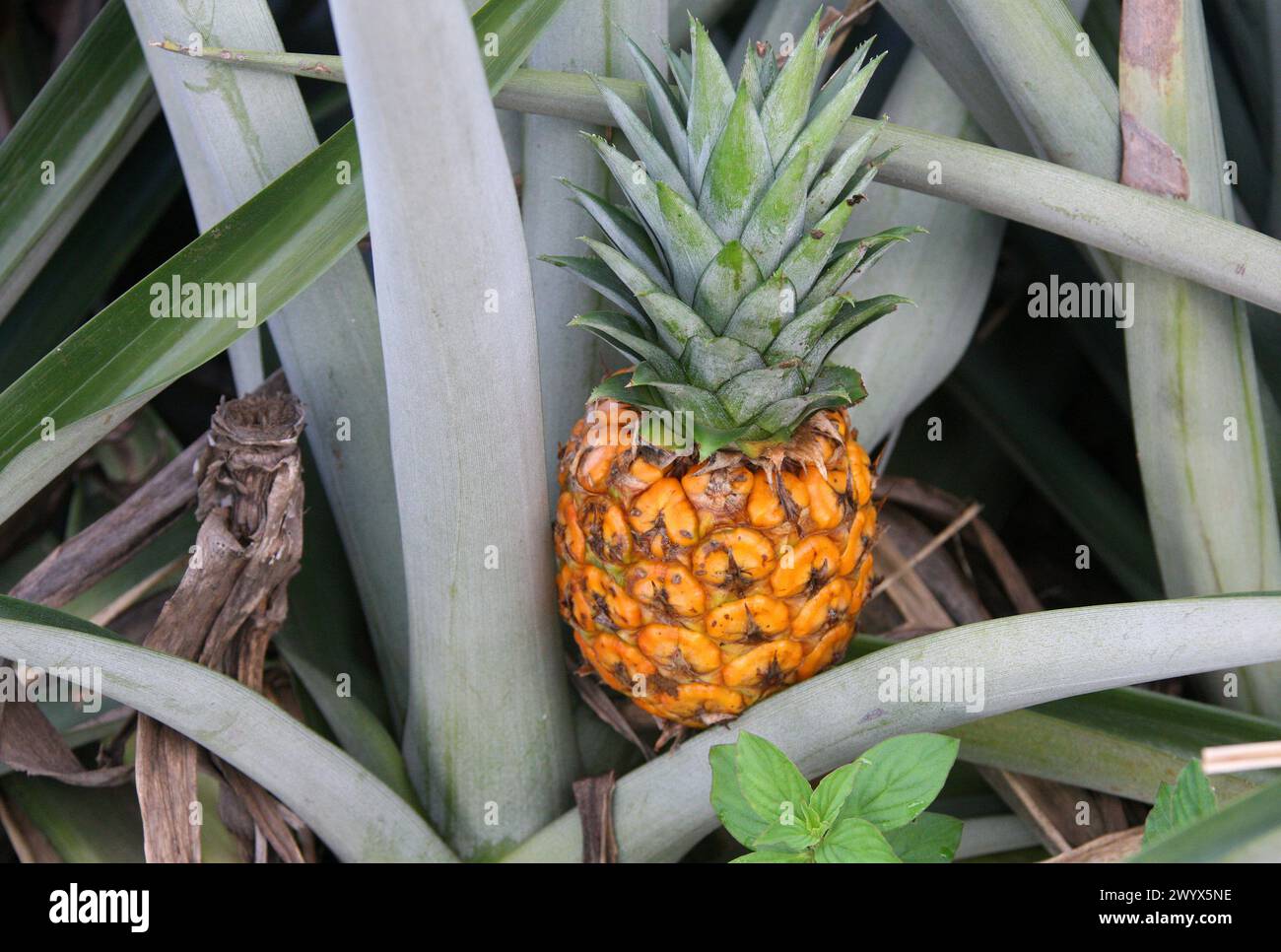 Pineapple, Ananas comosus, Bromeliaceae. Pineapple plantation, Cano Blanco, Costa Rica. Stock Photo