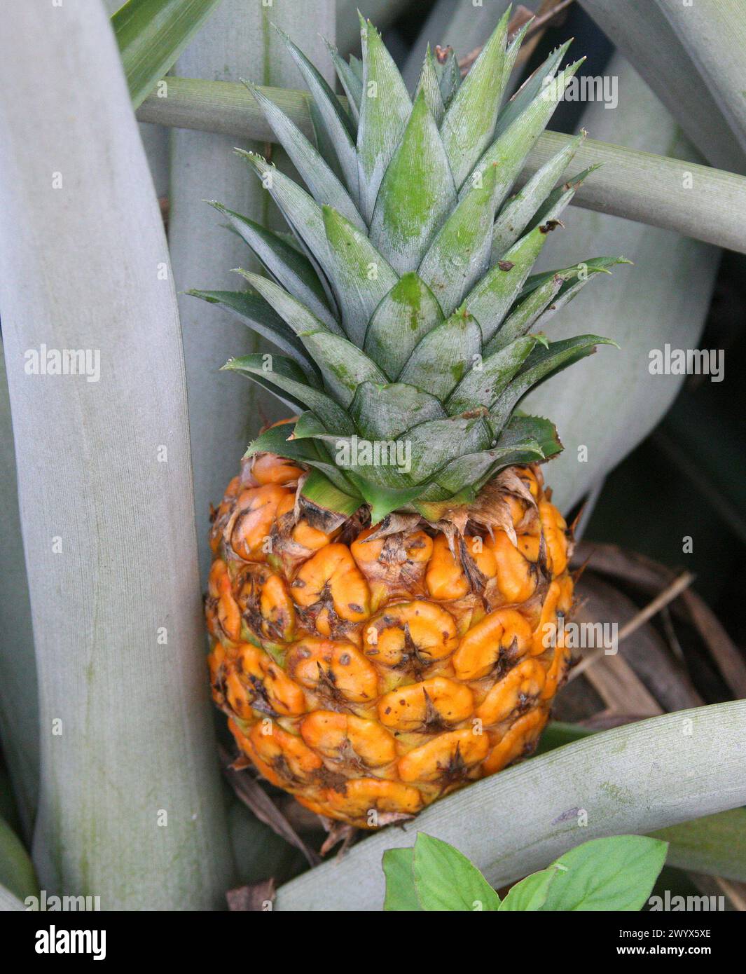 Pineapple, Ananas comosus, Bromeliaceae. Pineapple plantation, Cano Blanco, Costa Rica. Stock Photo