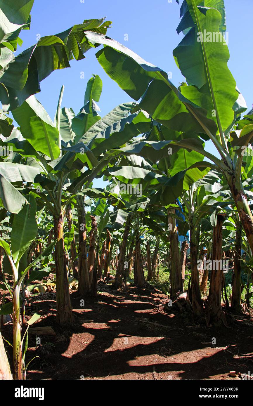 Banana plantation, Cano Blanco, Costa Rica, Central America. Stock Photo