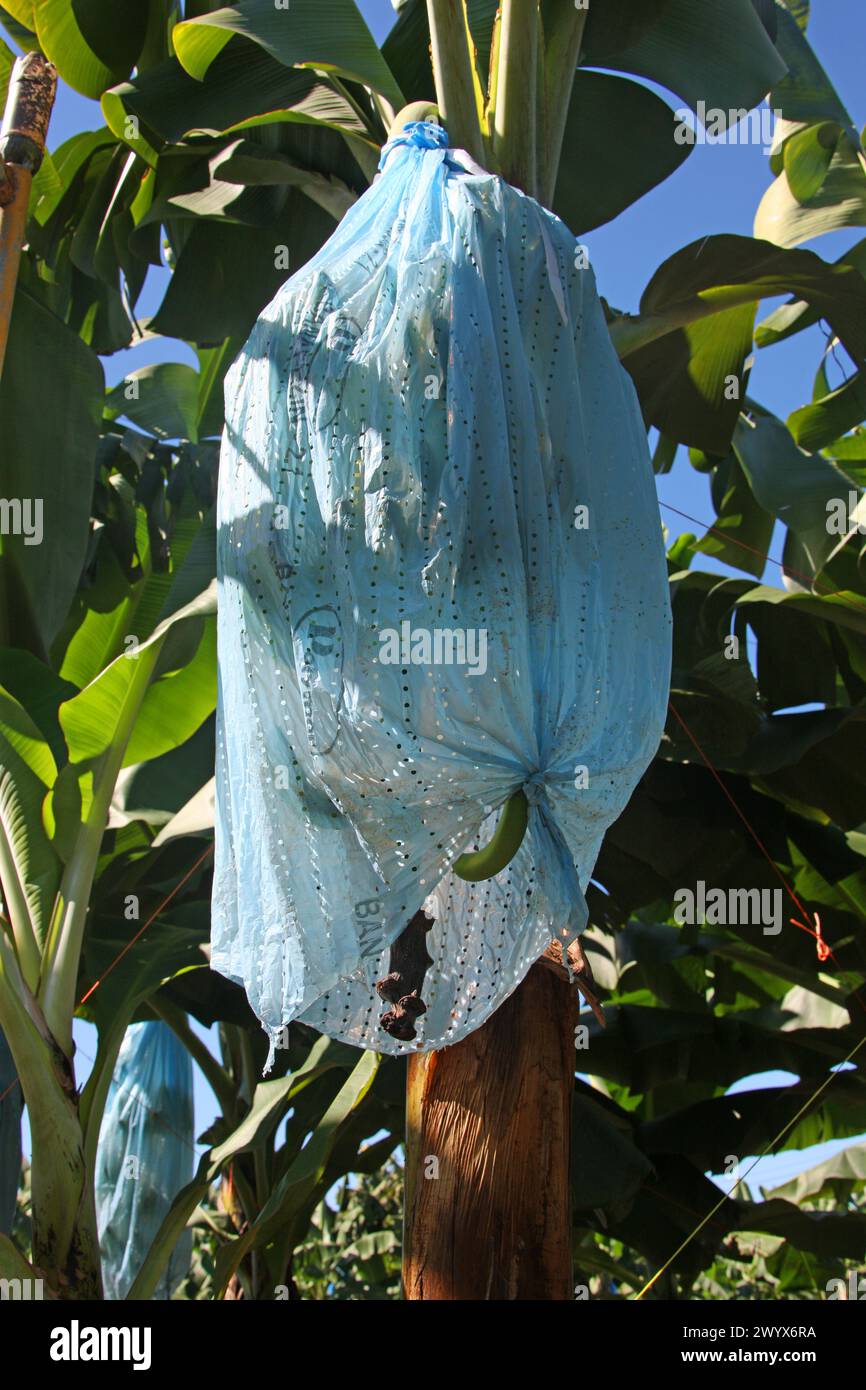 Protective cover on a bunch of bananas. Banana plantation, Cano Blanco, Costa Rica. Stock Photo