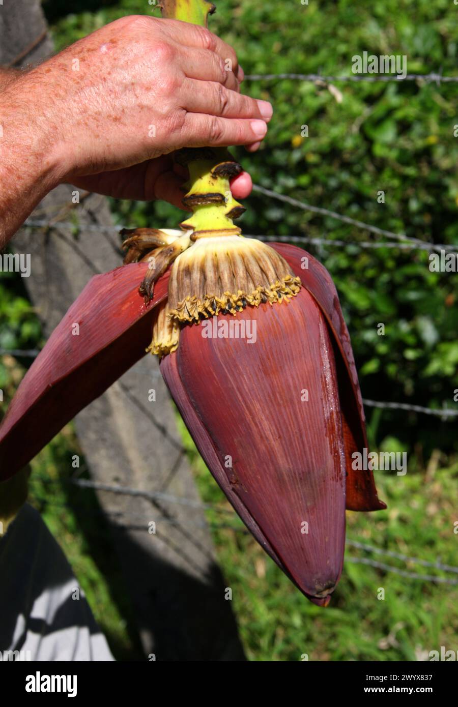 Banana flower bud, banana plantation, Cano Blanco, Costa Rica. Stock Photo