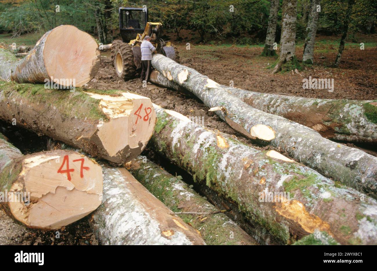 Deforestation. Irati Forest. Navarre. Spain. Stock Photo