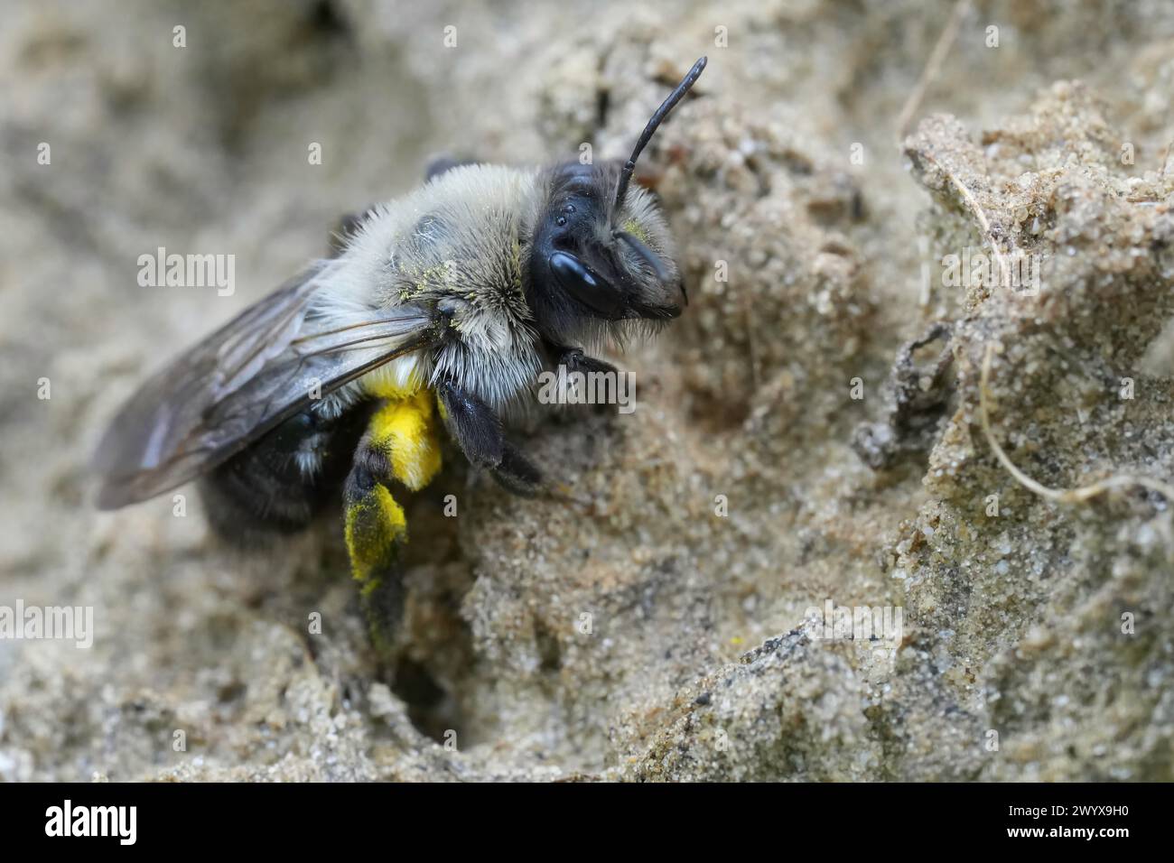 Natural closeup on a female Grey-backed mining bee, Andrena vaga sitting on the ground Stock Photo