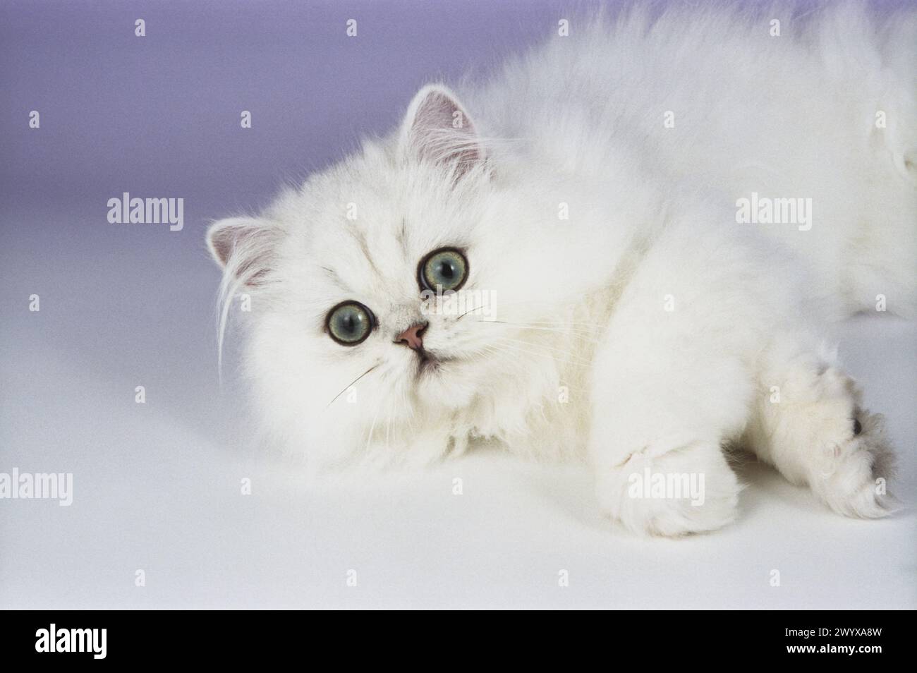 Persian Chinchilla Cat Layed Head Stock Photo