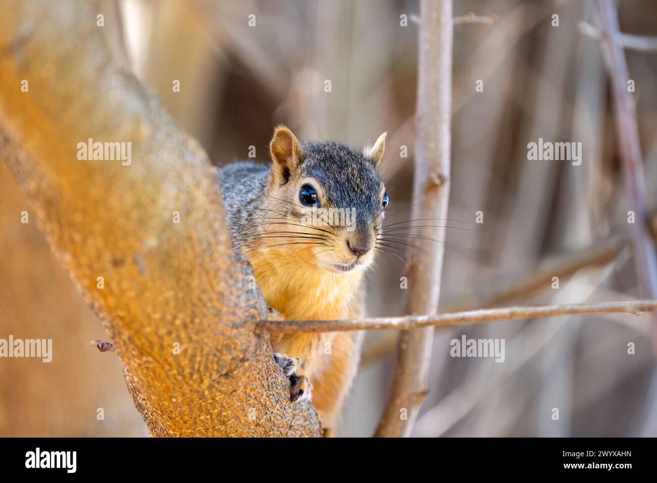 The fox squirrel (Sciurus niger), also known as the eastern fox squirrel or Bryant's fox squirrel . Stock Photo