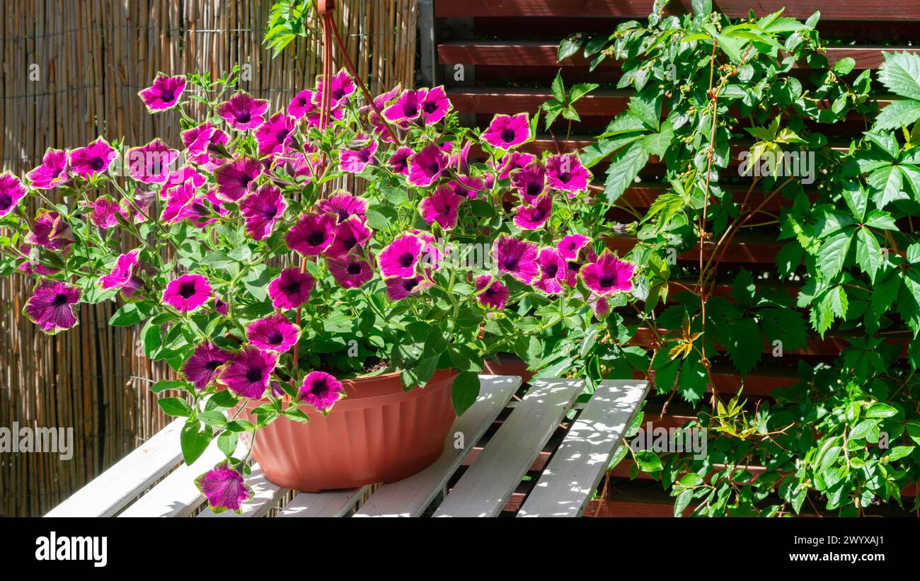 Petunia hybrid Supertunia Pretty Much Picasso close up photo. Home flower gardening in the city. Using bamboo fence for balcony decor. Pink flowers wi Stock Photo