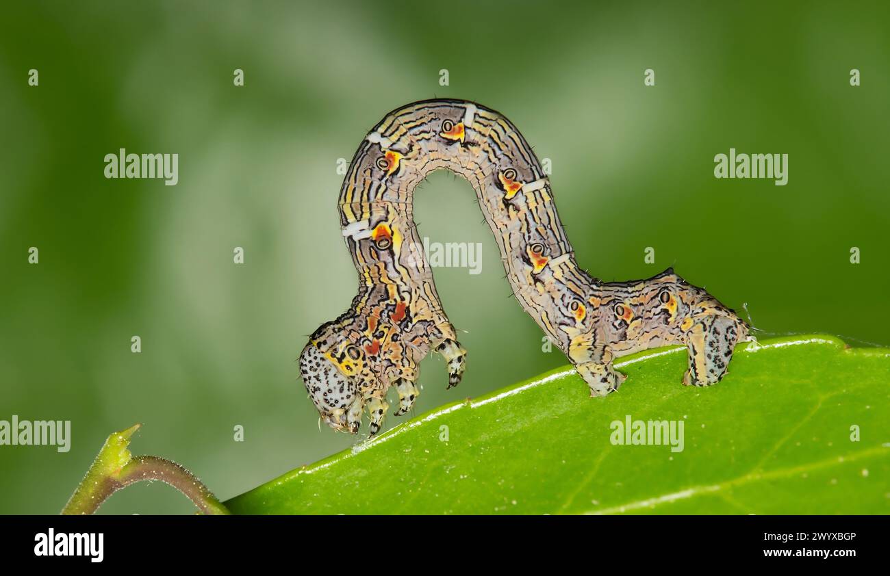 Holly ilex caterpillar hi-res stock photography and images - Alamy