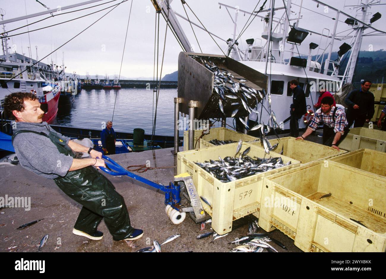 Unloading mackerels at port with a suction pump. Getaria. Spain. Stock Photo