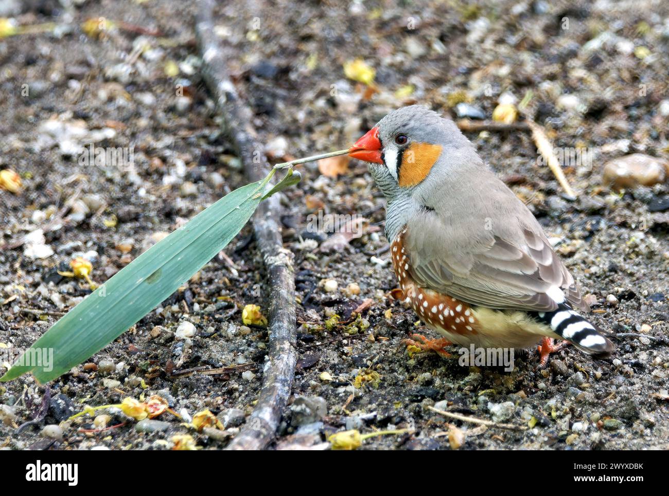 Australian zebra finch (female), Australische Zebrafink, Diamant
