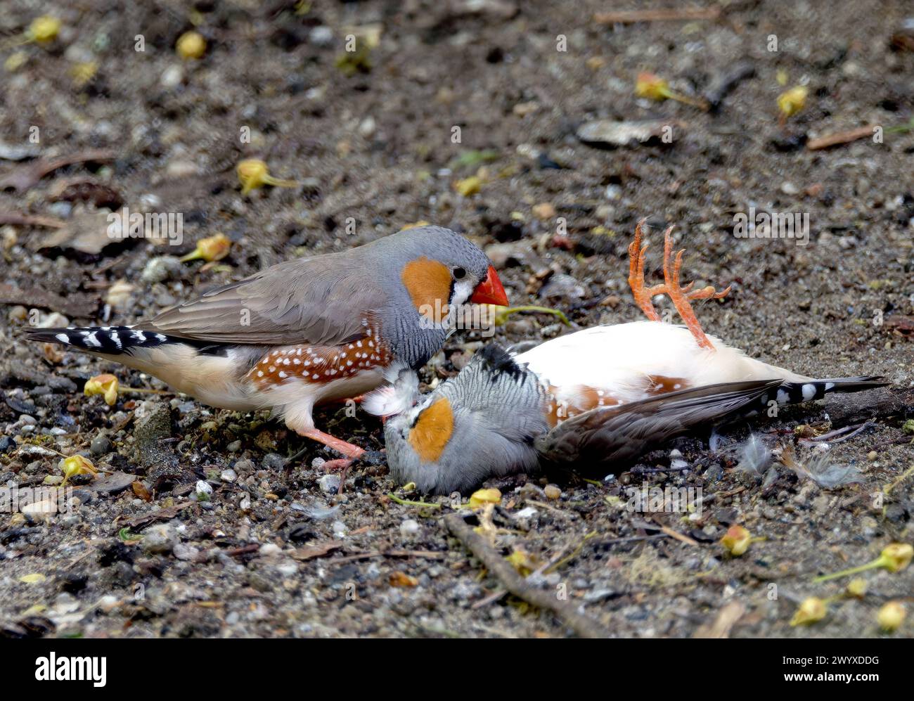 Australian zebra finch (female), Australische Zebrafink, Diamant