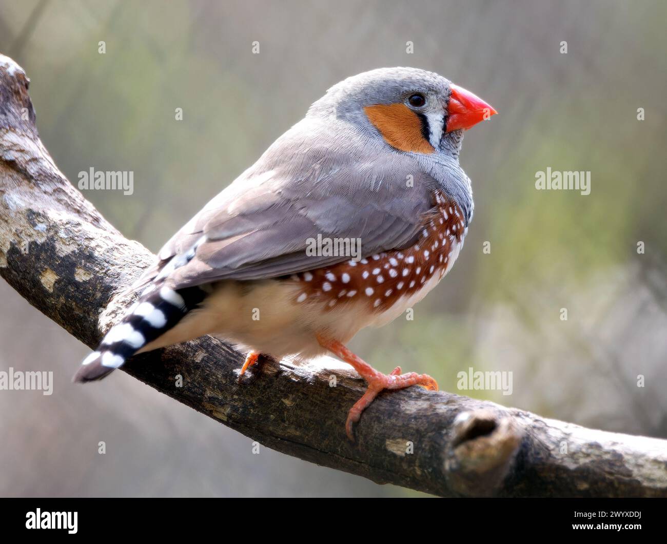 Australian zebra finch (female), Australische Zebrafink, Diamant