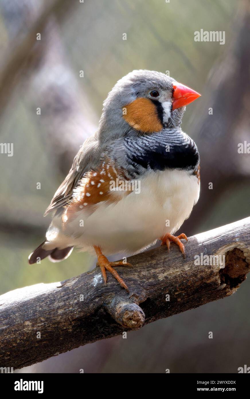Australian zebra finch (female), Australische Zebrafink, Diamant