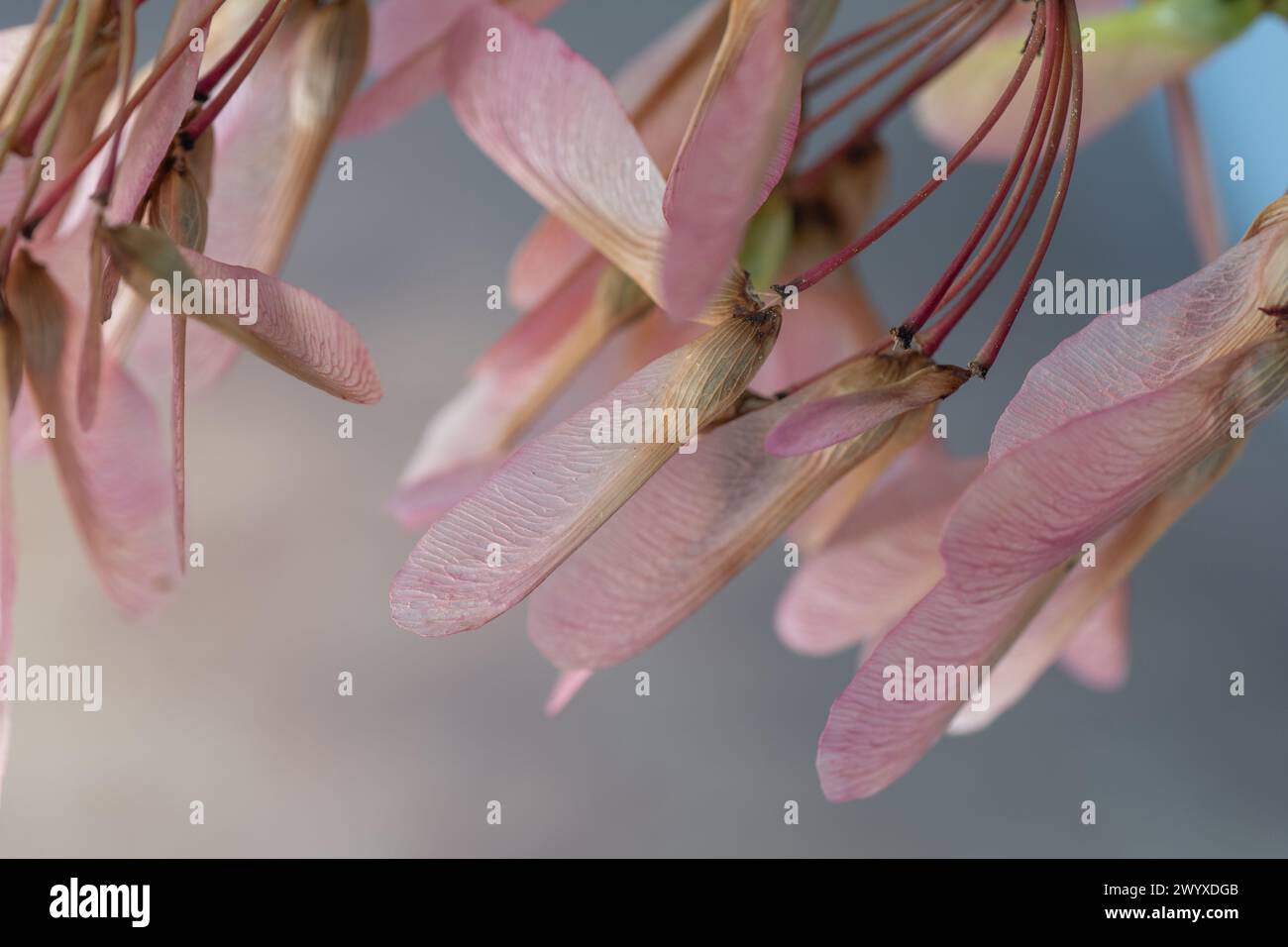 Beautiful and delicate, the seeds of the red maple are dispersed by the