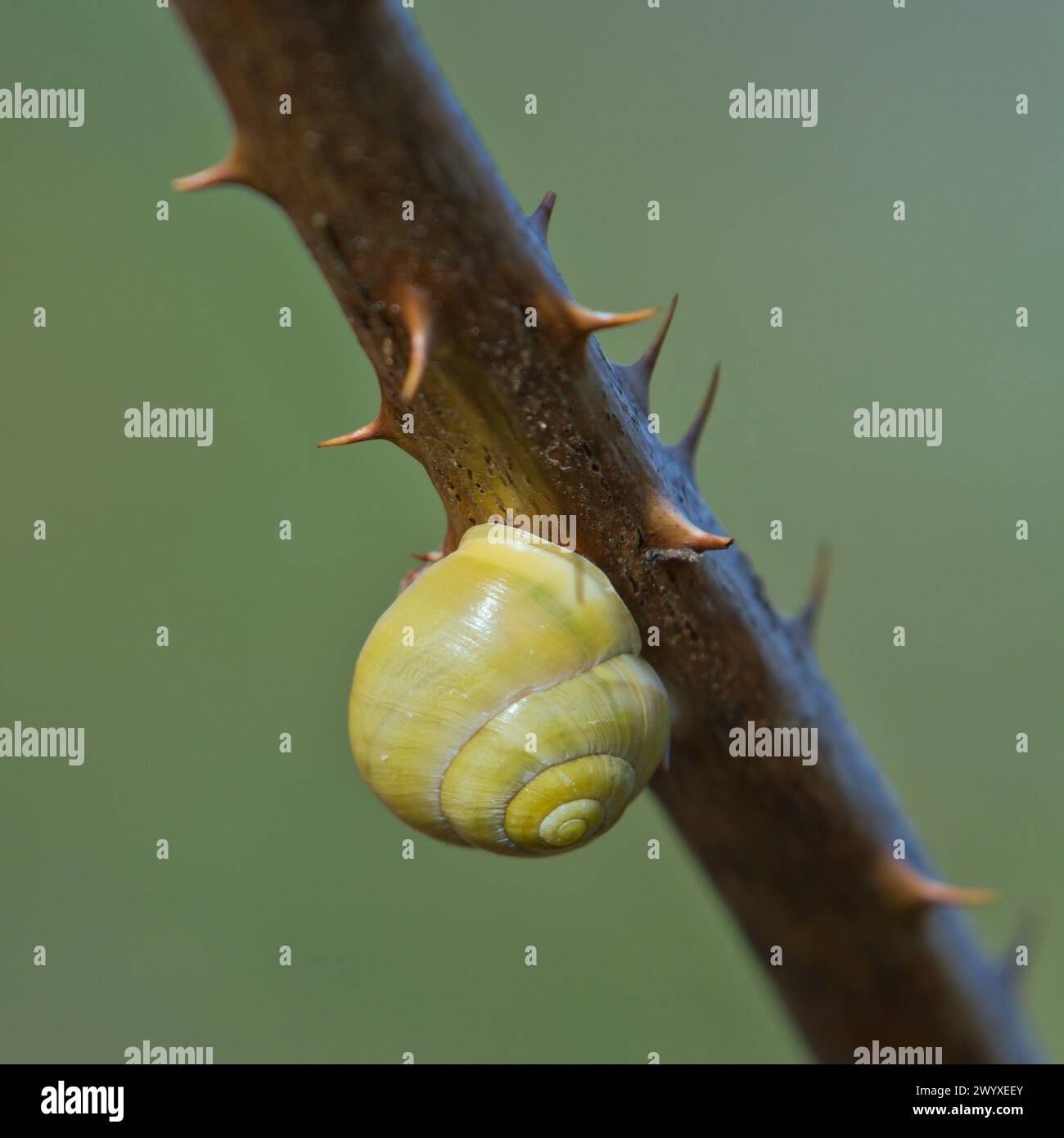 Land snail Cepaea hortensis shell on twig isolated on blurred background. Minimalistic photo. Stock Photo
